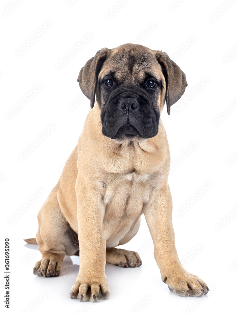 young bullmastiff in studio