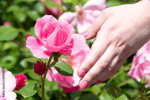 Woman's hand with nail polish and rose bud.