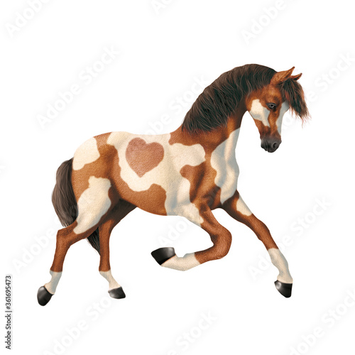 cheval  isol    animal  gris   mammif  re    talon  brun  ferme  debout  fond blanc  crin  noir  poney  chevalin  andalou  galop  personne  b  tail  amoureux des chevaux  nature  poulain  courir  jeune