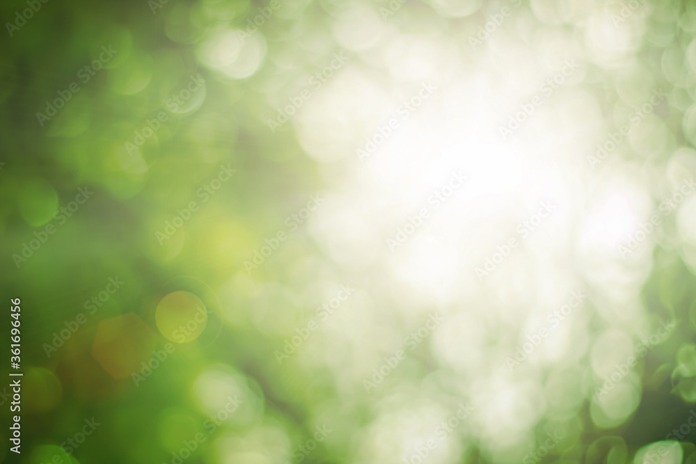 Obraz premium Natural spring blurred green leaves background. Create light soft colors and bright sunshine a short time before sunset tree in forest tropical.