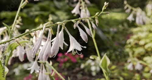 Rain drops on white hosta blossoms hanging down in the morning sun. photo