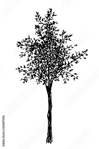Hand-drawn vector ink drawing in engraving style. The black silhouette of a deciduous tree is isolated on a white background. Element of nature, forest.