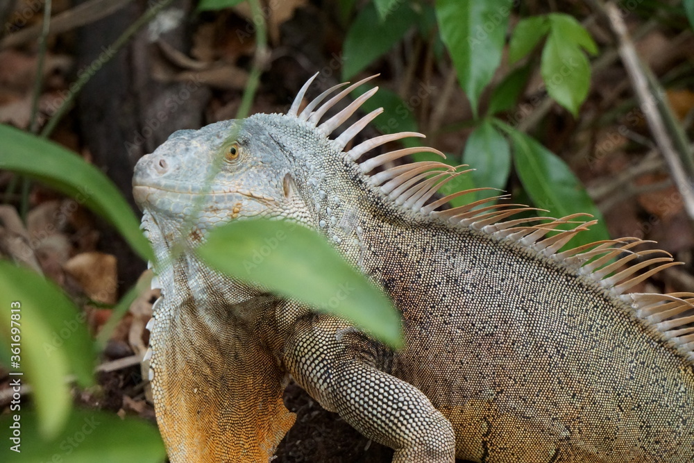 Fototapeta premium Iguana in Nature in Cancun