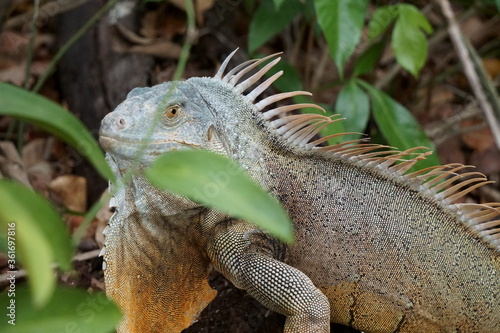 Iguana in Nature in Cancun