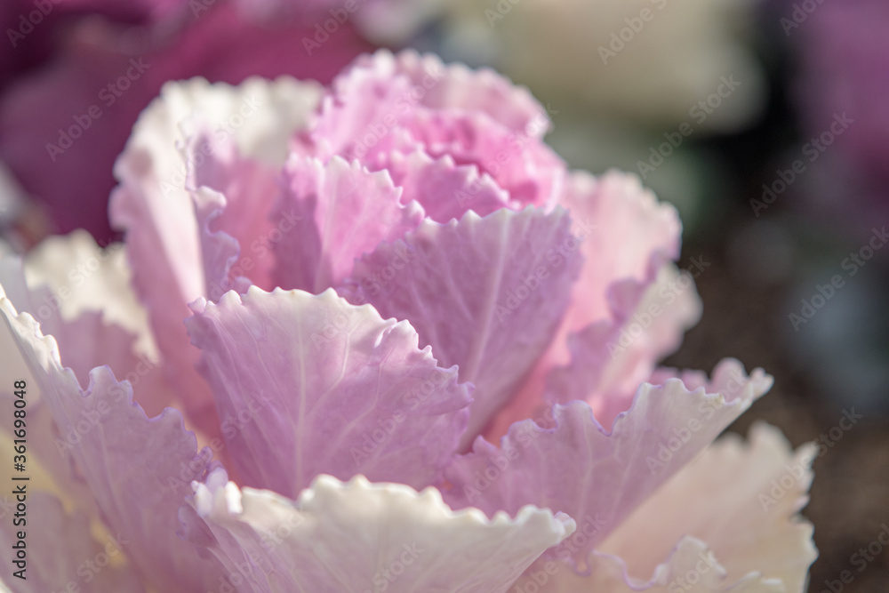花の少ない寒い季節に目につくきれいな葉牡丹 花の少ない寒い季節に目につくきれいな葉牡丹