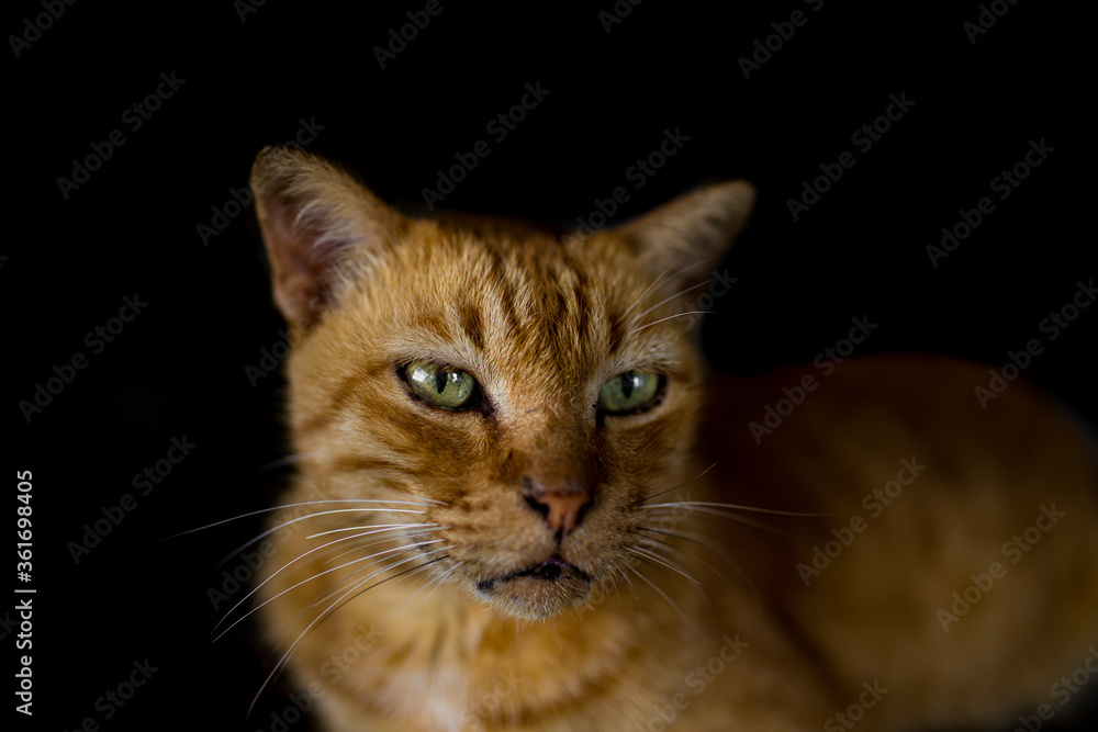 Close up portrait of a sleepy tabby cat in black background.