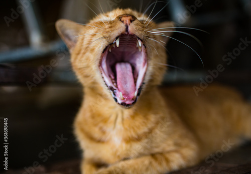 Close up of a ginger cat yawning. 