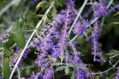 Bees on lavender blooms in cottage garden
