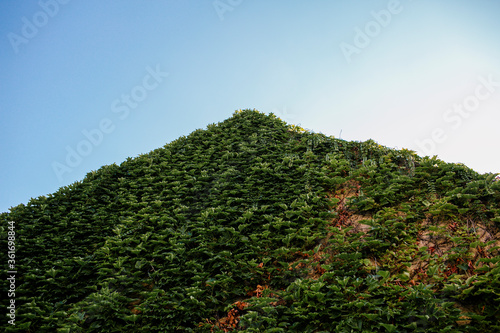 Ivy growing on pitched roof of house in French village