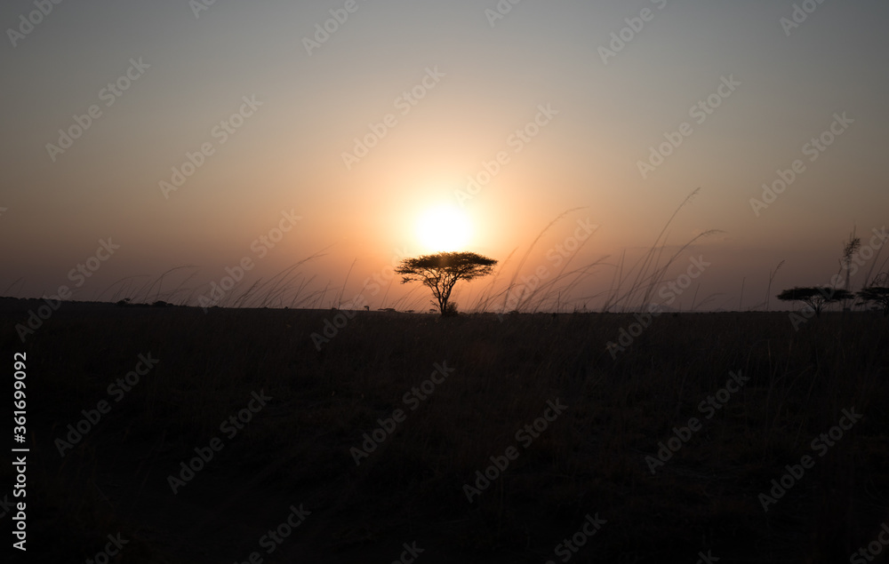 A sunset in Kenya from a low angle. A sunset in Kenya from a low angle.
