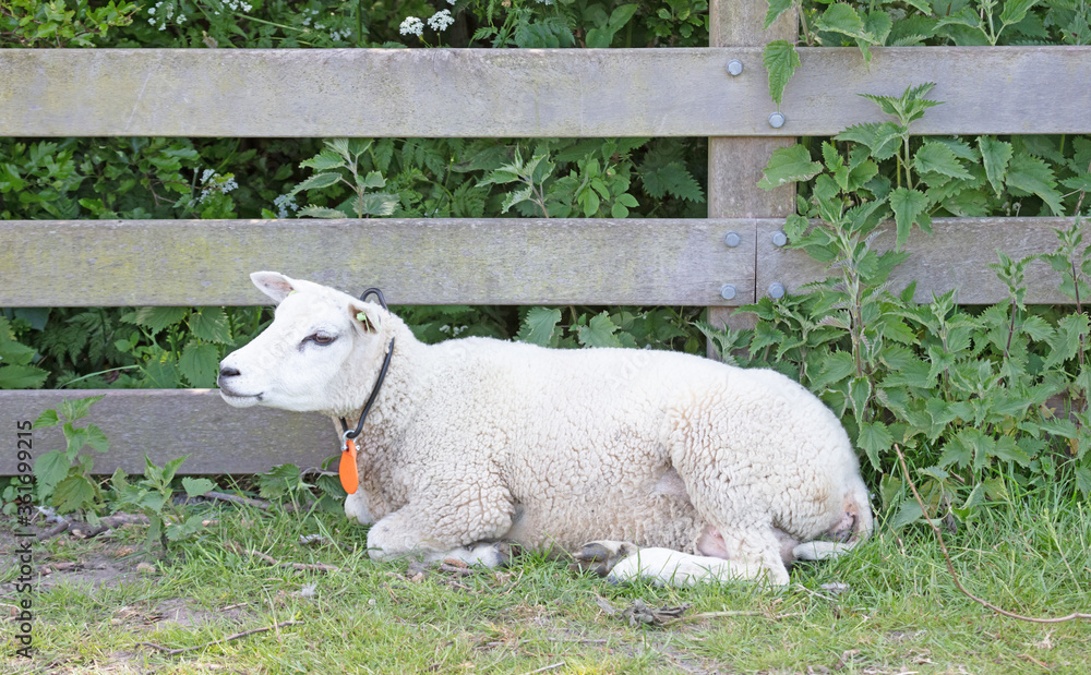 Fototapeta premium Sheep resting next to a wooden fence