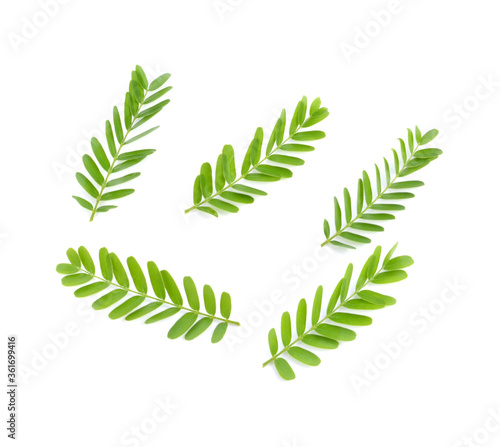 Freshness green leaves of young tamarind plant on white background isolated .The evergreen leaves are alternately arranged and pinnately lobed. The leaves are bright green. Sensitive focus background