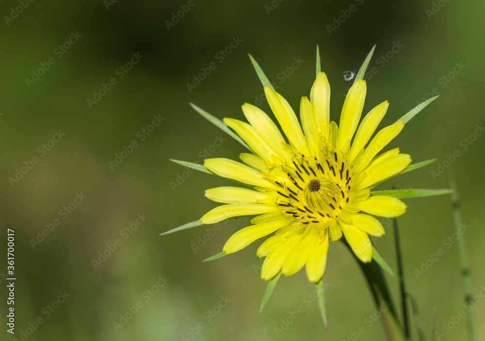 yellow dandelion flower yellow dandelion flower