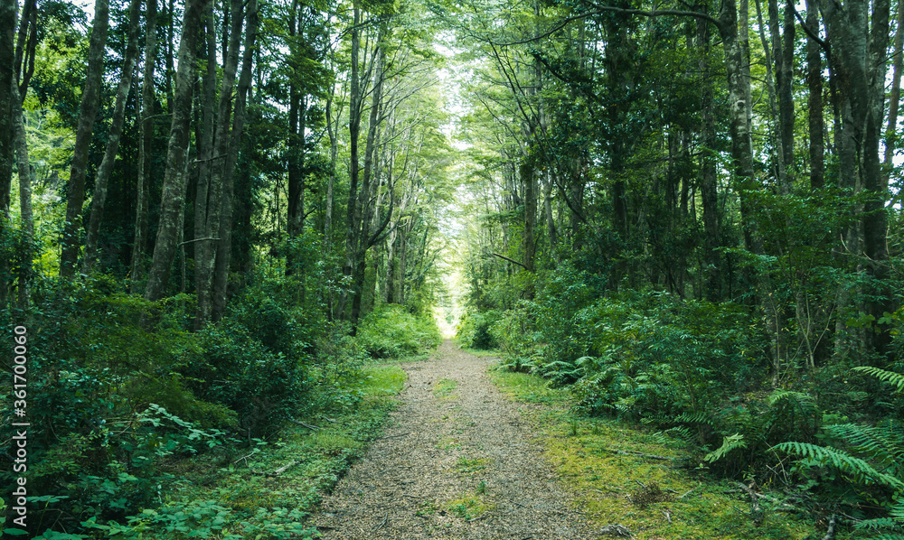 Fototapeta premium Brudny szlak wśród bujnych zielonych lasów w południowym Chile
