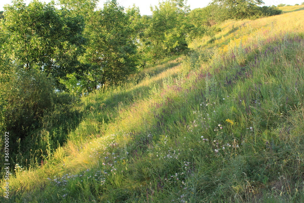 Obraz premium green field and grass