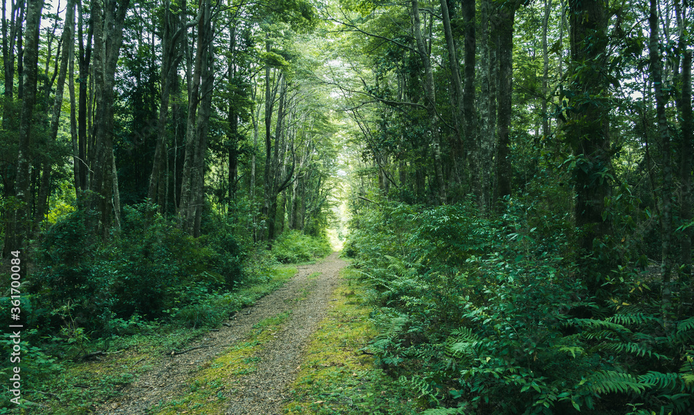 Obraz premium Dirt trail among lush green forest in southern Chile