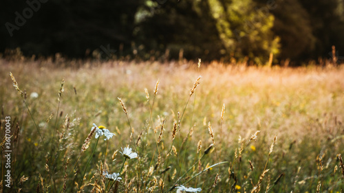 Meadow in autumn in a field in Chile.