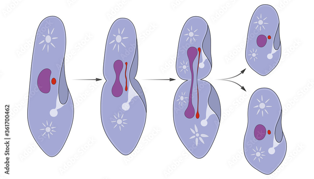 Paramecium reproduction is asexual, by binary fission Stock