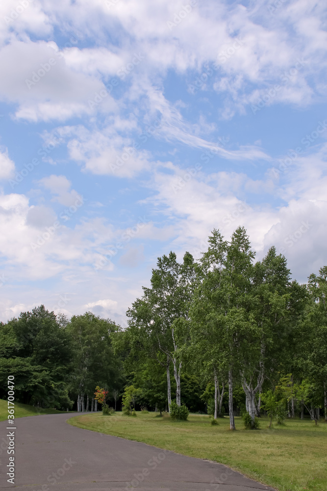 Naklejka premium 自然、風景、緑、空、植物、木、樹木、公園、森、野原