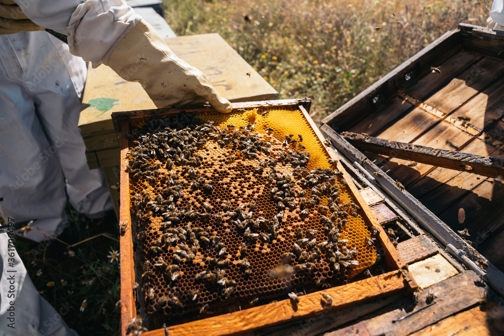 Beekeepers working to collect honey. Organic beekeeping concept. Beekeepers working to collect honey. Organic beekeeping concept.