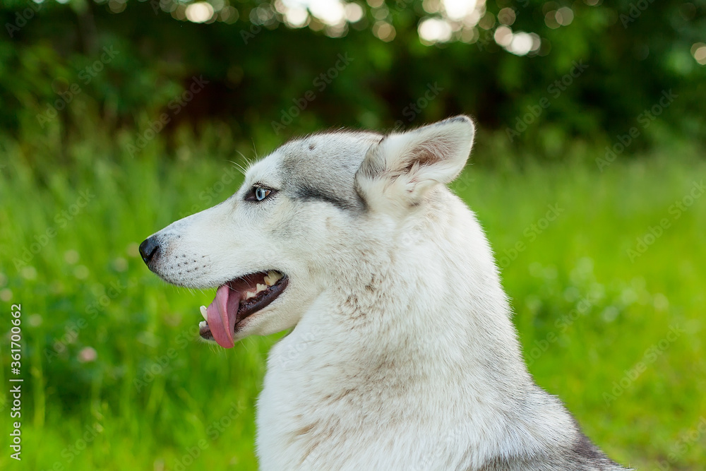 Close-up of siberian husky with blue eyes. Close-up of siberian husky with blue eyes.
