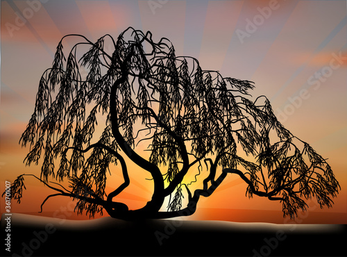 weeping willow silhouette on sunset background