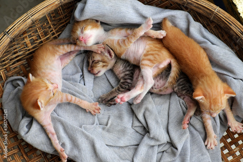 Funny scene four newborn kitten sleeping together, cute, humor baby animal