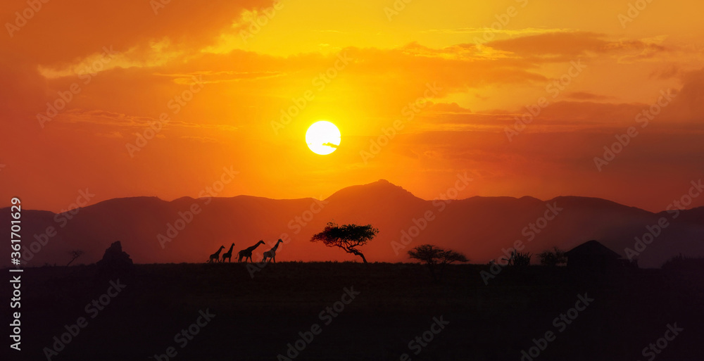 Amazing  african landscape, yellow, red, orange color  sunset over savannah in Tanzania with four giraffe silhouettes walking on the horizon, acacia trees, big sun setting down - obrazy, fototapety, plakaty 