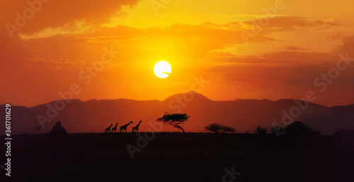 Amazing  african landscape, yellow, red, orange color  sunset over savannah in Tanzania with four giraffe silhouettes walking on the horizon, acacia trees, big sun setting down © Lina