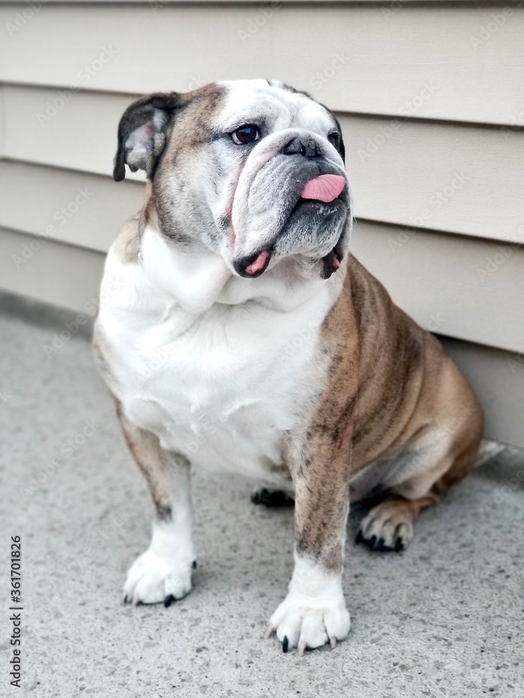 Fototapeta premium Cute English bulldog tiger color sit with house's wooden wall, portrait dog and pet in house concept.