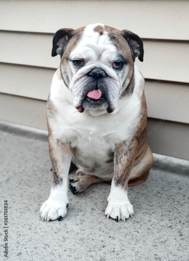 Cute English bulldog tiger color sit with house's wooden wall, portrait dog and pet in house concept.