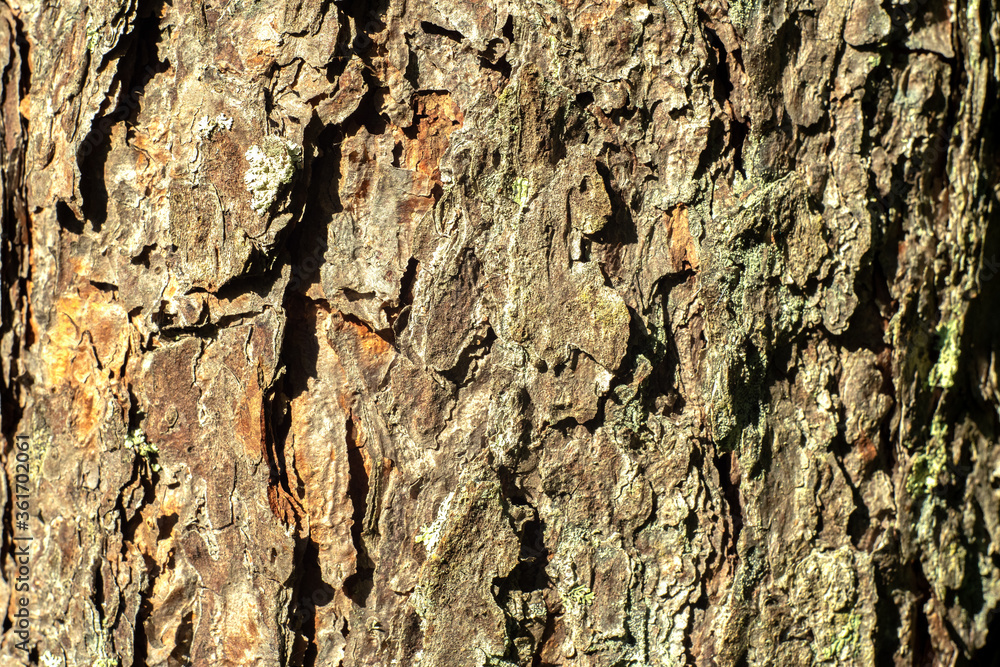 Photo of the bark of a pine tree Photo of the bark of a pine tree