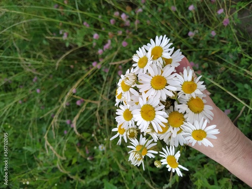 Camomile bouquet in hand nature background green color.