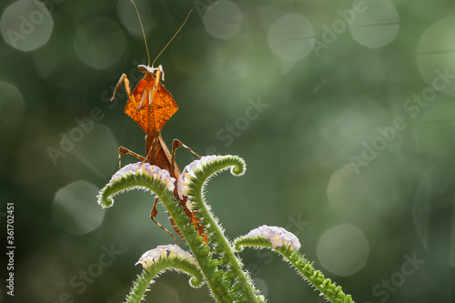 Brown Mantish on Tiny Flower photo