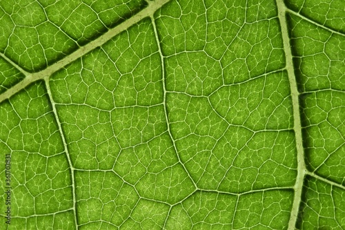 Macro of green leaf, good for background.