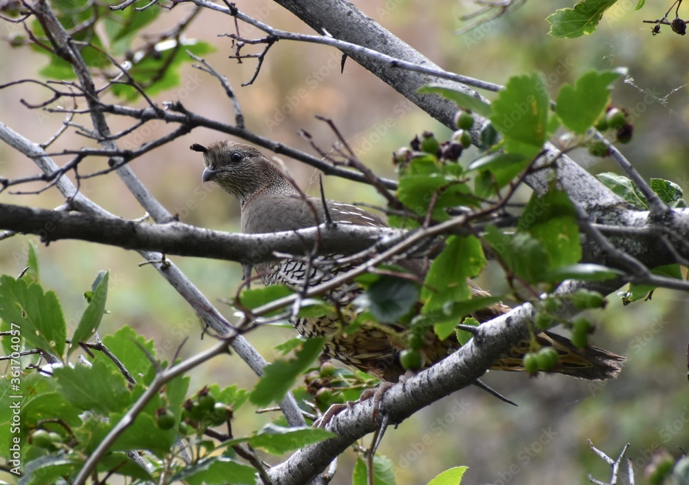Female California Quail hiding in a tree, peeking out from between branches. Female California Quail hiding in a tree, peeking out from between branches.