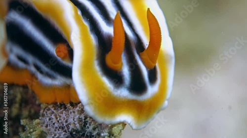 Close-up. Nudibranch - African chromodorid sits motionlessly on a stone. Its gills and rhinophore are clearly visible. Philippines. Malapascua. photo