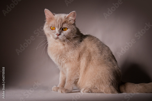 Orange British shorthair cat sitting studio shot © marlonnekew