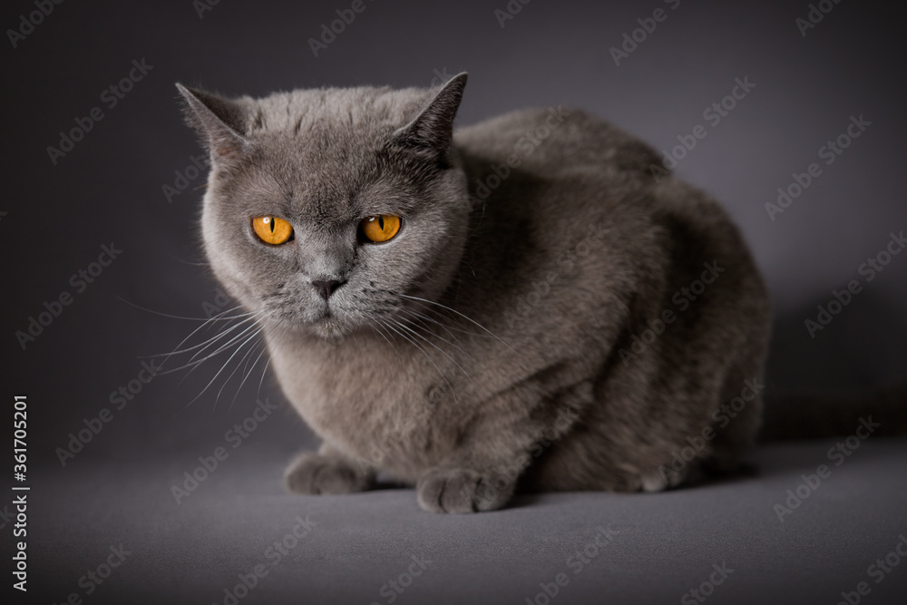 Fototapeta premium Blue british shorthair cat sitting and looking at the camera