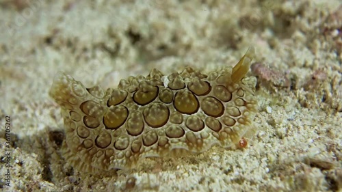 FORSSKAL'S PLEUROBRANCH slowly creeps along the white sand. His whole body is clearly visible. Philippines. Malapascua. photo