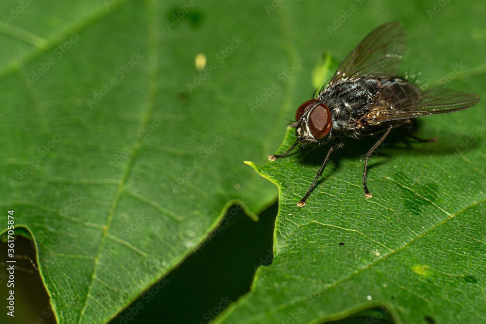 Fliege Makroaufnahme Fliege Makroaufnahme