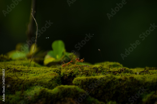ANTS ON THE MOSS  © Sanoj