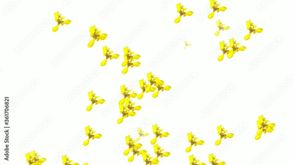 beautiful yellow flower in the spring beautiful yellow flower in the spring