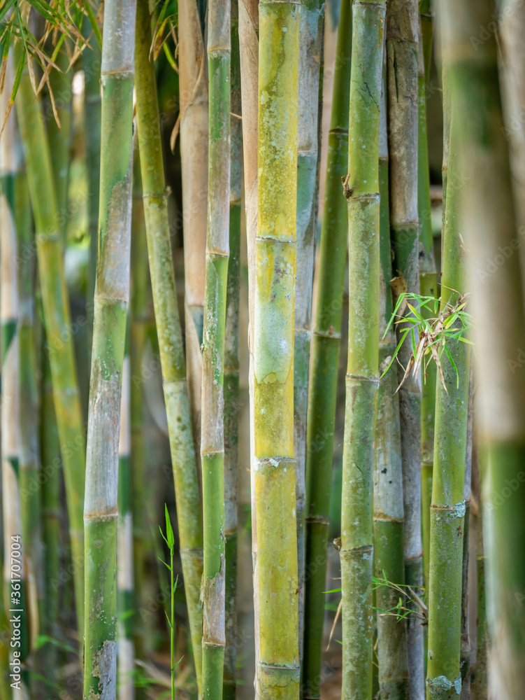 Young Bamboo tree close up Young Bamboo tree close up