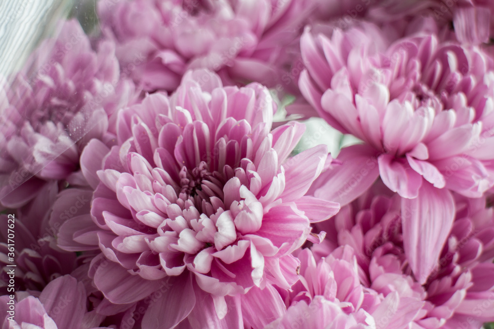 Beautiful pink chrysanthemums Beautiful pink chrysanthemums