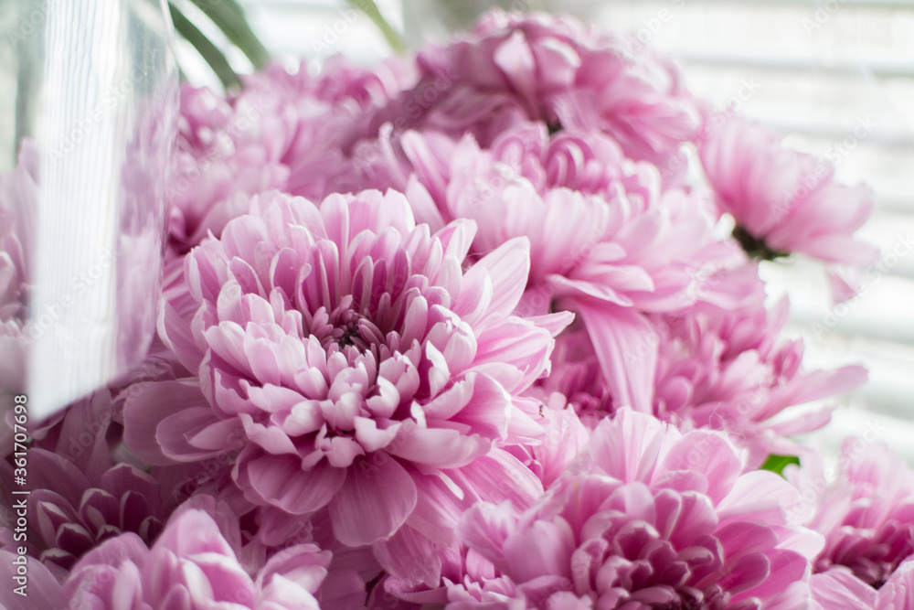 Beautiful pink chrysanthemums Beautiful pink chrysanthemums