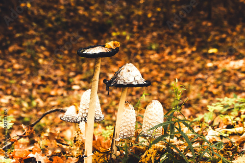 Ink mushroom Coprinus comatus, shaggy ink cap, poisonous mushrooms in the autumn forest, selective focus. photo