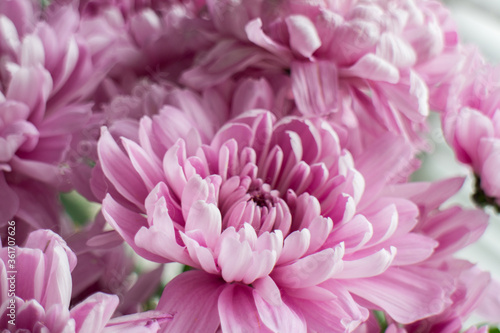 Beautiful pink chrysanthemums