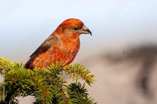 A male red crossbill (Loxia curvirostra) sitting on  branch spruce. photo