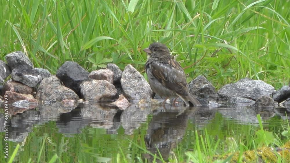 Sparrow bathes in a pond on a hot day. Sparrow bathes in a pond on a hot day.